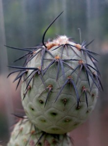 Tephrocactus, sp, Manuel