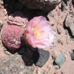 tephrocactus geometricus