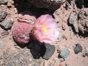 tephrocactus geometricus