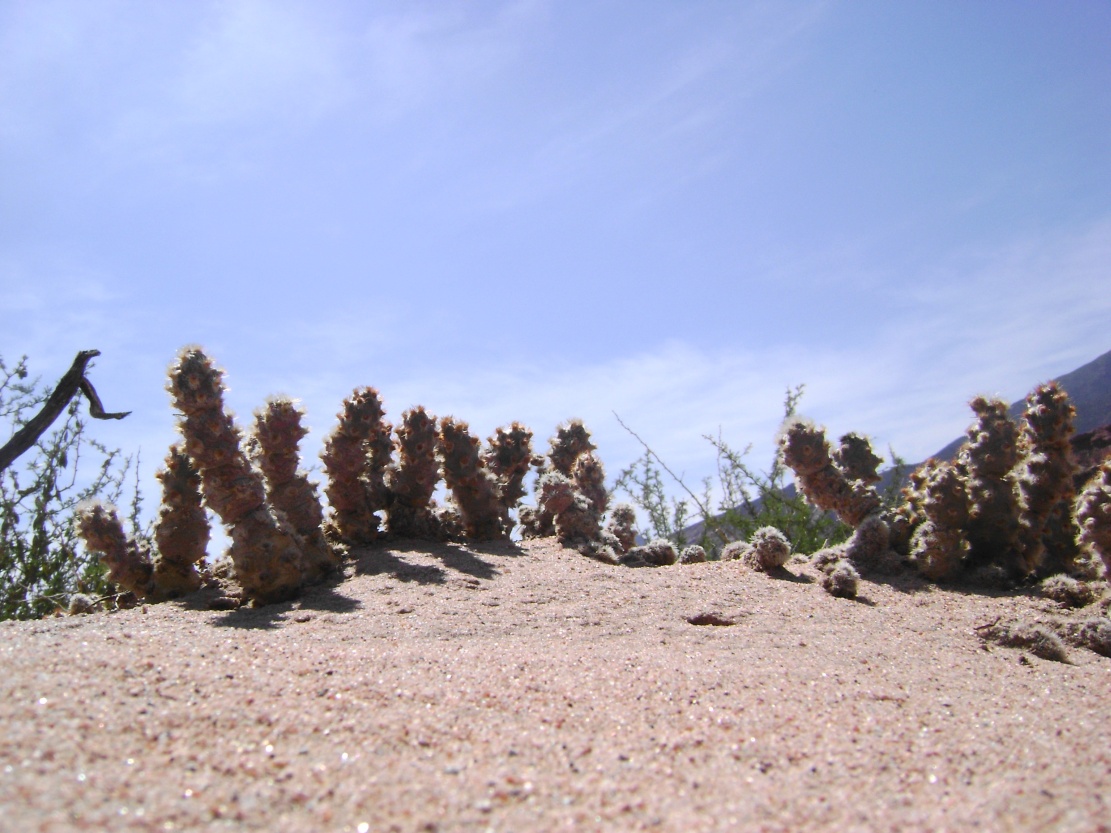 Tephrocactus molinensis