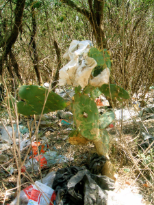 Opuntia with trash