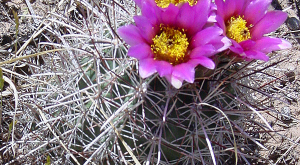 Sclerocactus parviflorus, Dorde Woodruff