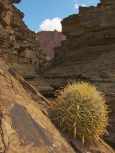 Ferocactus cylindraceus