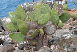 Opuntia echios var zacana