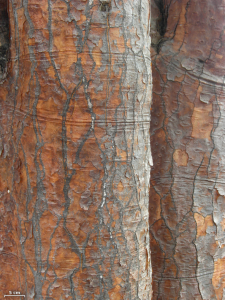 Opuntia echios var. barringtonensis, Jason Hollinger
