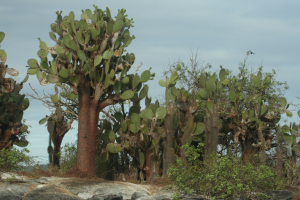 Opuntia megasperma var megasperma
