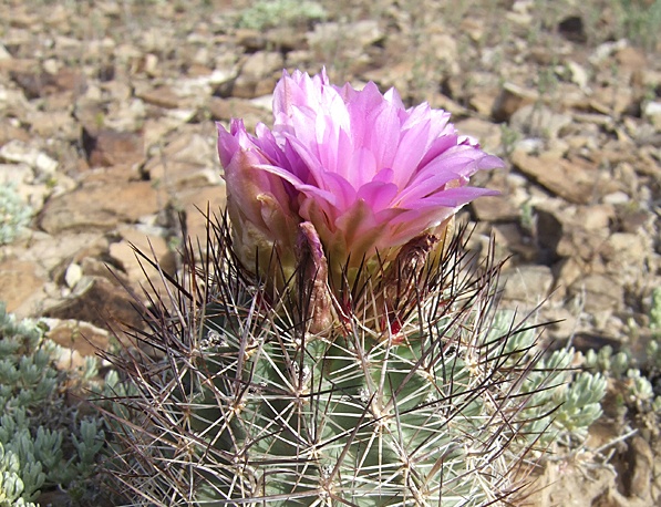 Sclerocactus wetlandicus, Dorde Woodruff – OBLOG