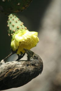 Cactus finch eating pollen