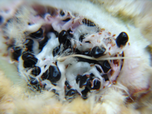 Cactus-seeds, Ezequiel Coelho