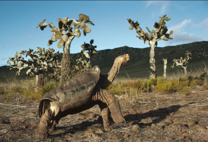 Giant Tortoise with Opuntia