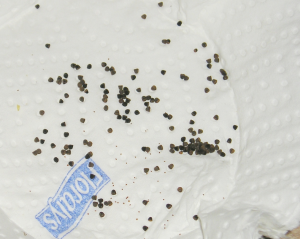 Notocactus seeds