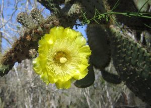 Opuntia Flower, Sally Taylor