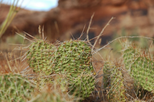 Opuntia species, Utah