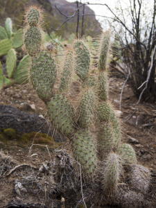 Opuntia polyacantha, Lava Falls
