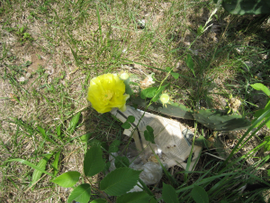 Opuntia in the city with trash, Evin