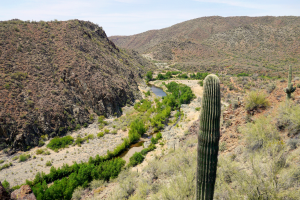Saguaro atop bluff