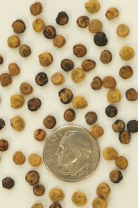 Opuntia seeds