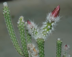 Wilcoxia polselgeri, Jan De Laet