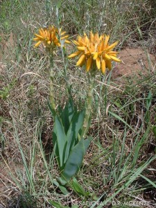 Aloe hlangapies, nesflora.co.za