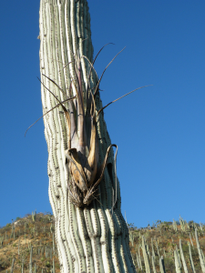 Cephalocereus columna-trajani and Tillandsia, Amante Darmanin