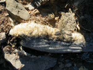 Cephalocereus columna-trajani, cephalium