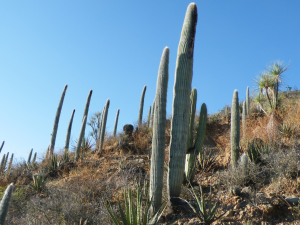 Cephalocereus columna-trajani,