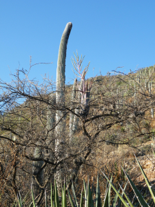 Cephalocereus columna-trajani, Amante Darmanin