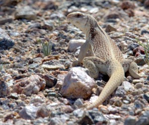 Desert iguana, Craig Howe