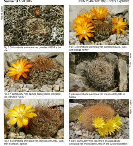 Sulcorebutia arenacea, H Jucker