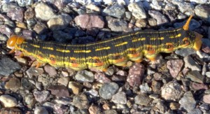 White-lined Sphinx-moth caterpillar, Craig Howe