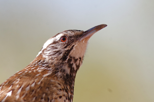 Cactus wren