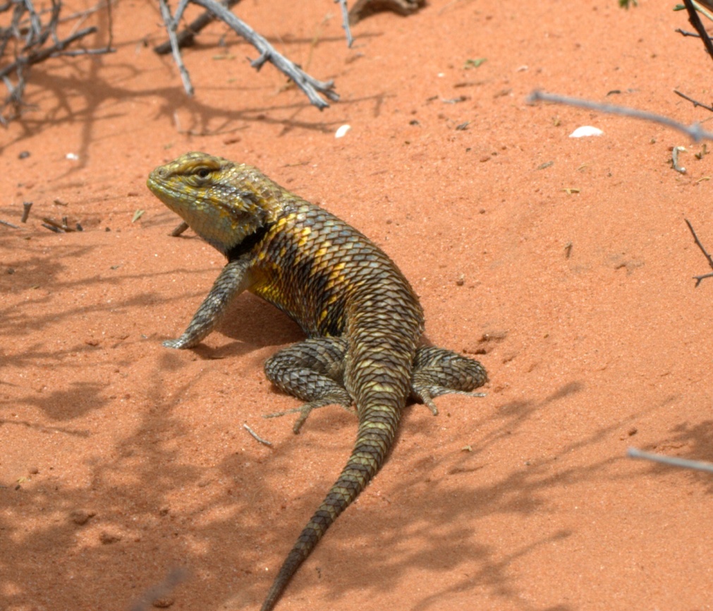 some-mojave-desert-animals-oblog