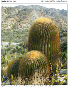 Ferocactus diguetti, John Pilbeam