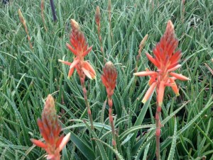 Grass aloe