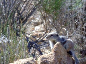 Ground Squirrel, Craig Howe