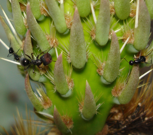 Nectaries with ants, CactiGuide.com
