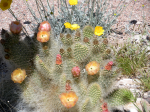 Opuntia diploursina, Nancy Hussey