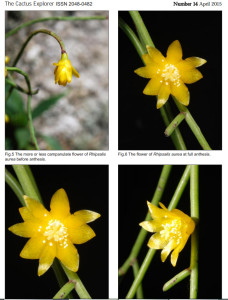 Rhipsalis aurea, Andreas Hofacker