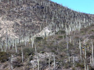 Cephalocereus columna-trajani, Lon and Queta
