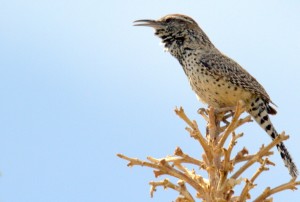 Sage Thrasher, Craig Howe