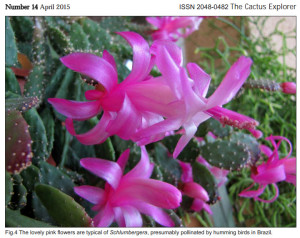 Schlumbergera, Jacques Brun