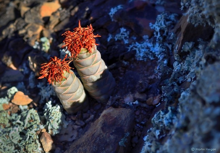 Crassula barklyi, Martin Heigan