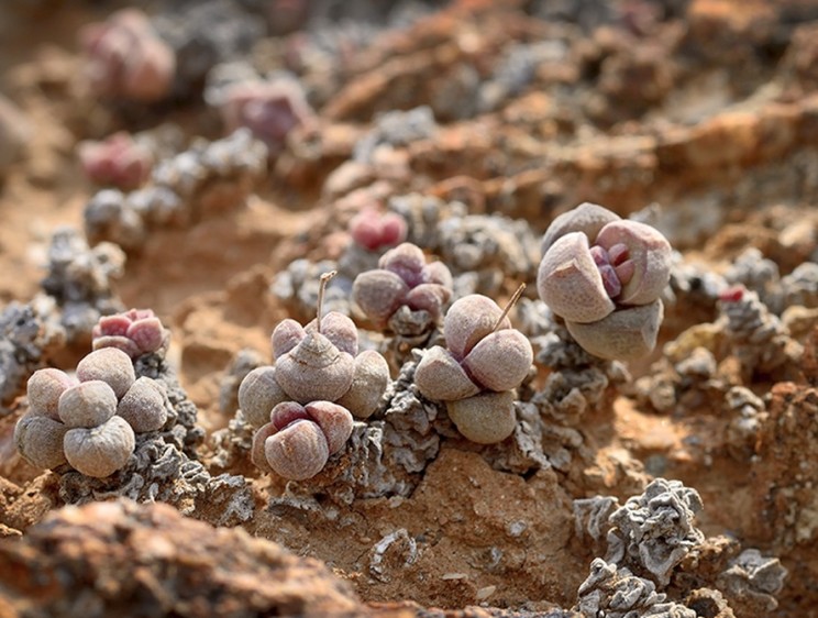 Crassula elegans subsp. namibensis, Martin Heigan