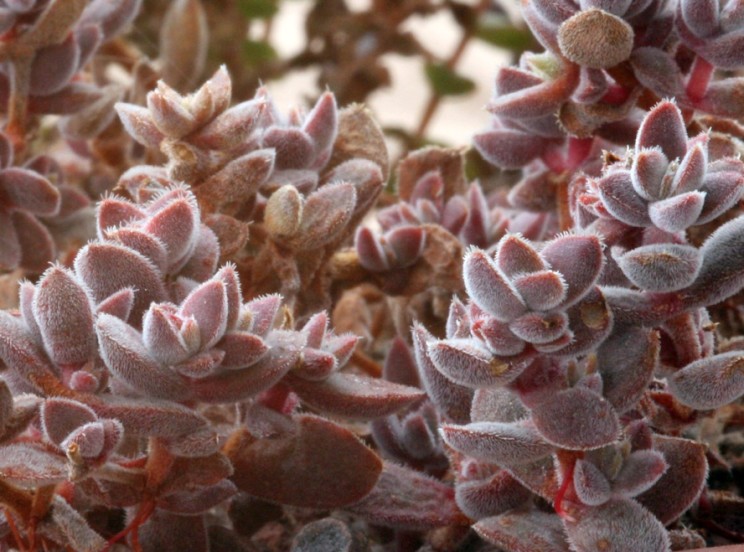 Crassula lanuginosa, Manuel M Ramos