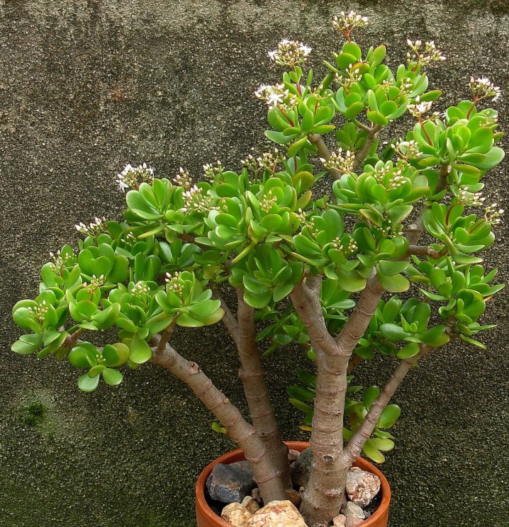 Crassula ovata, Ecos de Pedra