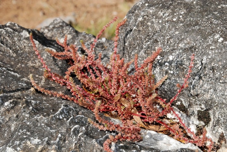 Crassula siberiana, Tony Rodd
