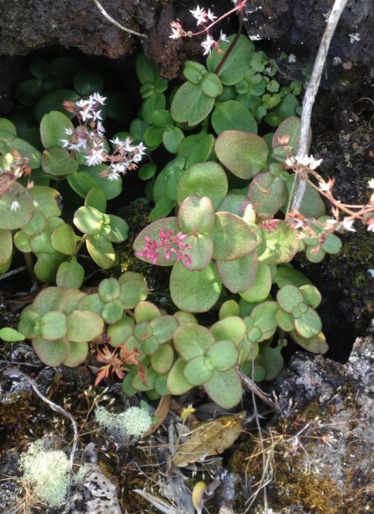 Crassula sp, John Sullivan