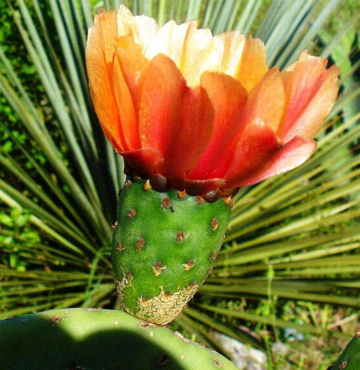 Opuntia ficus-indica flower