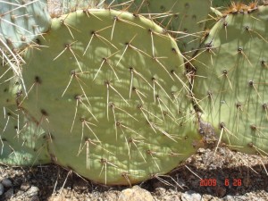 Opuntia orbiculata, Bagdad, AZ