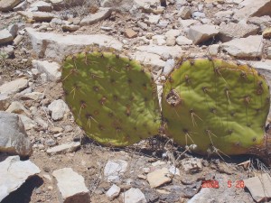 Opuntia orbiculata, NM